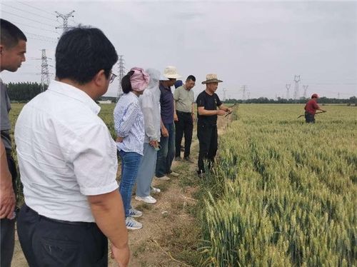 拓廣度 增厚度 挖深度,中國人壽財險助力三夏生產(chǎn) 護航糧食安全