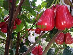 廣西哪里有蓮霧果賣,廣西實惠的天紅二號蓮霧果供應,廣西哪里有蓮霧果賣,廣西實惠的天紅二號蓮霧果供應生產(chǎn)廠家,廣西哪里有蓮霧果賣,廣西實惠的天紅二號蓮霧果供應價格