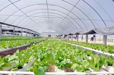 【政策解讀】農(nóng)業(yè)農(nóng)村部關(guān)于發(fā)展現(xiàn)代設(shè)施農(nóng)業(yè)的指導(dǎo)意見(jiàn)