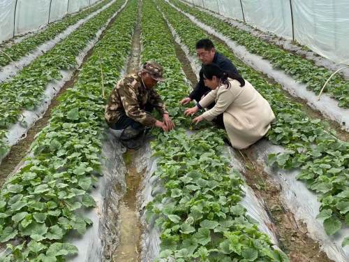 魚(yú)臺(tái) 開(kāi)展香瓜種植直通式氣象服務(wù)