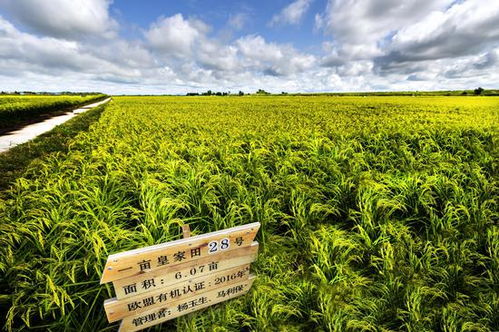 第二屆中國(guó) 黑龍江國(guó)際大米節(jié)黑龍江優(yōu)質(zhì)大米品牌網(wǎng)絡(luò)評(píng)選活動(dòng)開(kāi)啟 快為金禾投票吧