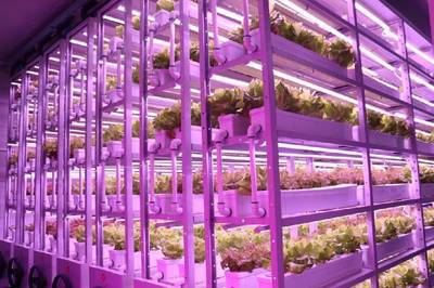 農(nóng)業(yè)高科技助力卡塔爾世界杯,中國(guó)植物工廠成功&ldquo;出圈&rdquo;