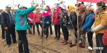 冬剪技能培訓(xùn),群英薈萃實(shí)戰(zhàn) 白水縣四季香農(nóng)業(yè)科技服務(wù)公司