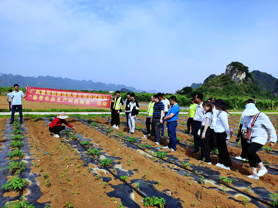 廣西薯類創(chuàng)新團(tuán)隊(duì)崇左綜合試驗(yàn)站開(kāi)展&ldquo;春季農(nóng)業(yè)生產(chǎn)科技服務(wù)&rdquo;活動(dòng)