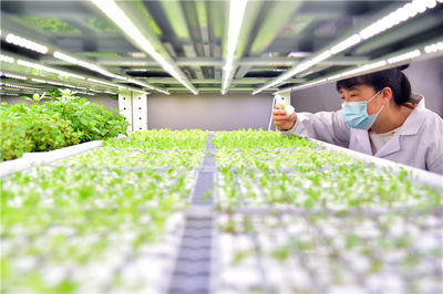 河北石家莊:科技助力智慧農業(yè)