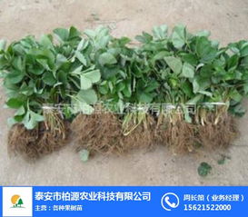 紅顏草莓苗哪家好？柏源農業科技公司的專業服務解析